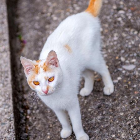 Bega Apartman Mostar Kültér fotó